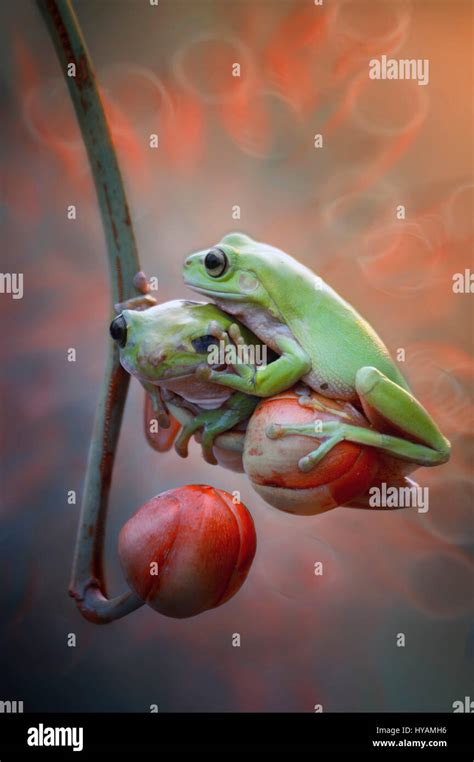 Borneo Indonesia Three Crazy Frogs Look Like They Are Competing To
