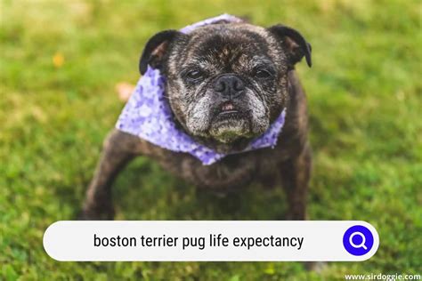 Boston Terrier Pug Mix Life Expectancy