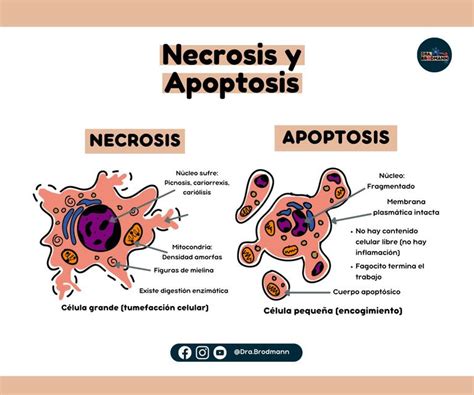 Necrosis Y Apoptosis Dra Brodmann UDocz