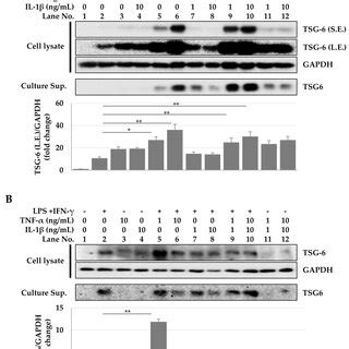 Inhibition Of Tsg Expression By Jak Inhibitors Cells Were Treated