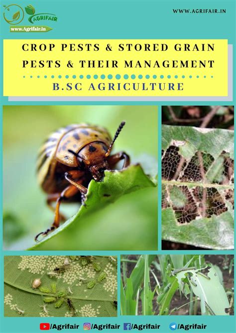 Crop Pests And Stored Grain Pests And Their Management Pdf Agrifair