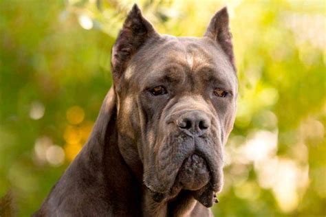 Carácter Del Cane Corso Cualidades Comportamiento Y Temperamento