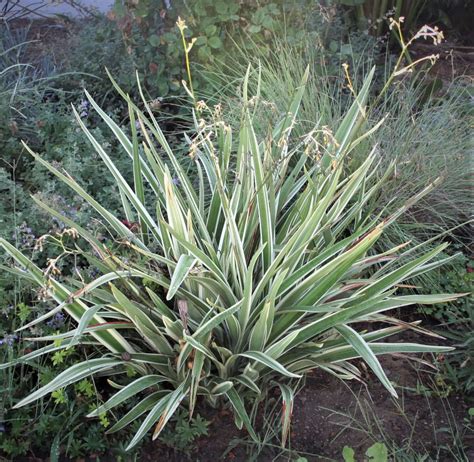 Dianella Tasmanica Variegata