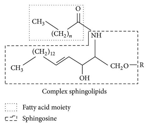 Structure Of Key Sphingolipid Molecules All Sphingolipids Are Download Scientific Diagram