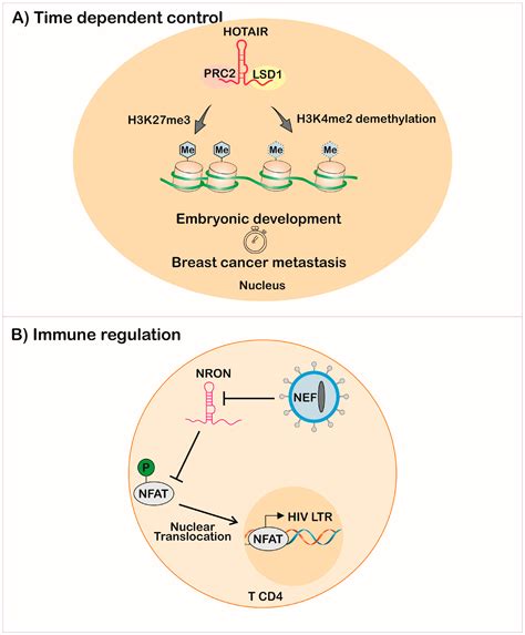 Ncrna Free Full Text Long Non Coding Rnas In The Regulation Of Gene Expression Physiology