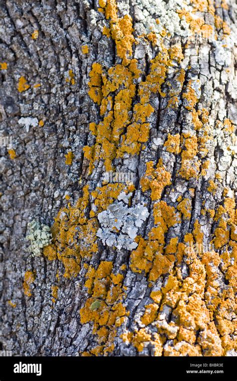 Yellow Tree Fungus Hi Res Stock Photography And Images Alamy