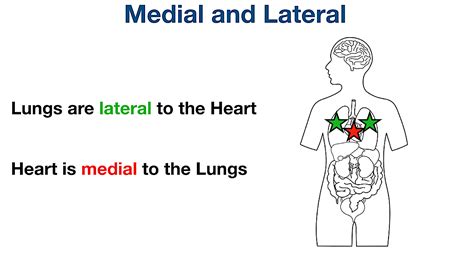 Anatomical Position And Directional Terms Definitions Example Labeled