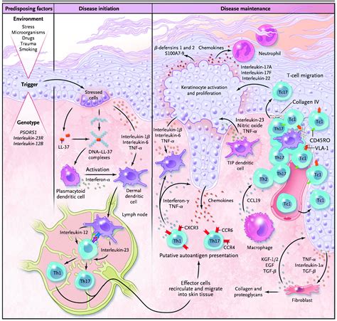 Obesity And The Metabolic Syndrome In Pediatric Psoriasis Clinics In