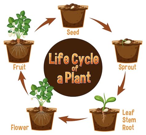 Premium Vector Life Cycle Of A Plant Diagram