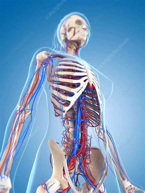 Female Vascular System Artwork Stock Image F005 6571 Science