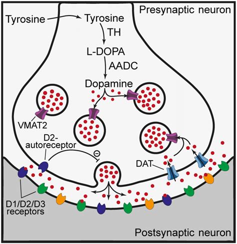 A Traditional Dopaminergic Neuron Th Tyrosine Hydroxylase Aadc