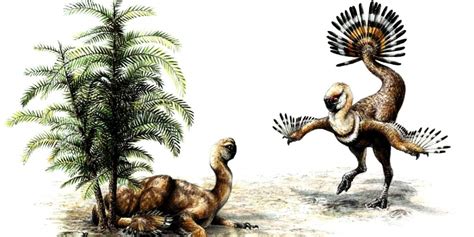 Dinosaur Feathers Evolved For Sexual Display Geology In