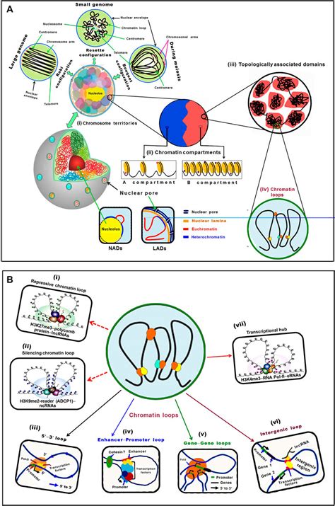 Chromatin Structure And Gene Expression