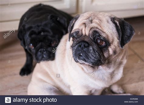 Two Pugs Stock Photos And Two Pugs Stock Images Alamy