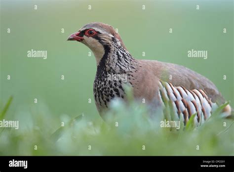 Red Legged Partridge Alectoris Rufa Uk Stock Photo Alamy