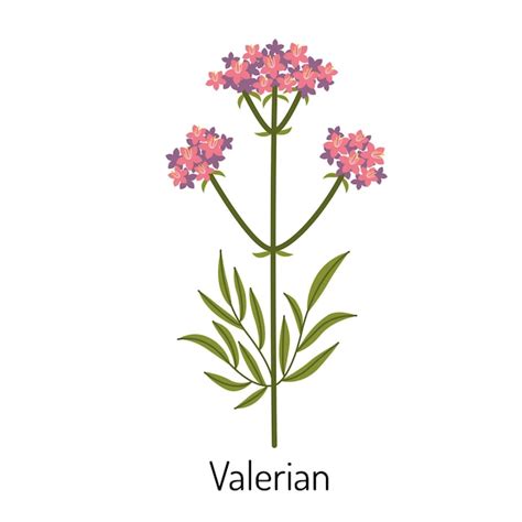 Valeriana Uma Flor De Erva Medicinal Uma Planta Nica Ervas M Dicas