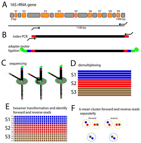 De Novo Species Identification Using 16S RRNA Gene Nanopore Sequencing