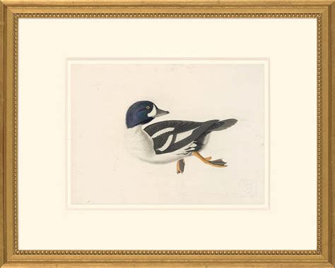 Audubon S Watercolors Octavo Pl 403 Barrow S Goldeneye Audubon S