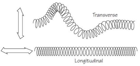 Cómo diferenciar un corte transversal de un longitudinal