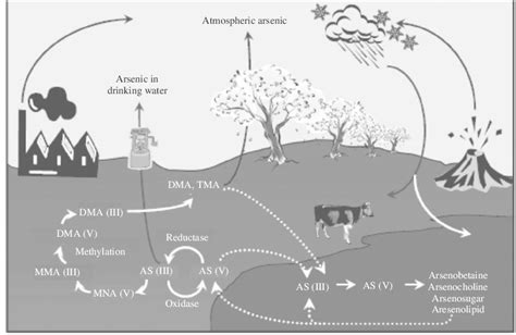 1 The Arsenic Biogeochemical Cycle After Bhattacharjee And Rosen 2007