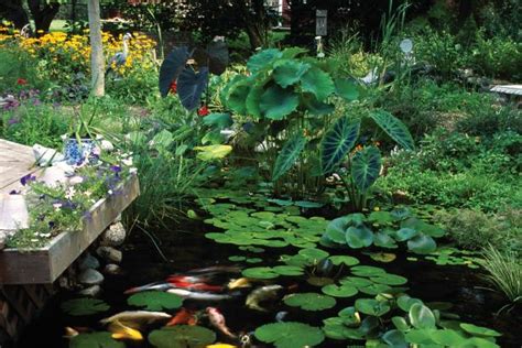 Plants for Ponds and Water Gardens | HGTV