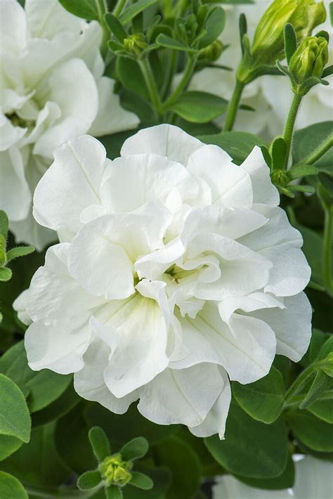 Petunia Tumbelina Diana Petunia X Hybrida A Z Kwiaty Balkonowe I