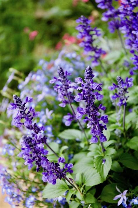 暑さに強く、ずっと花が咲き続ける夏のイチオシ一年草10種 初夏の花 多年草の庭 夏の庭