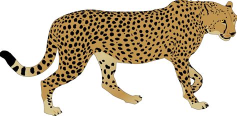 Cheetah Clip Art 18 Cliparts Cheetah Full Size Png Clipart Images