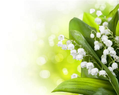 Lily Of The Valley Wallpaper 70 Pictures Wallpaperset