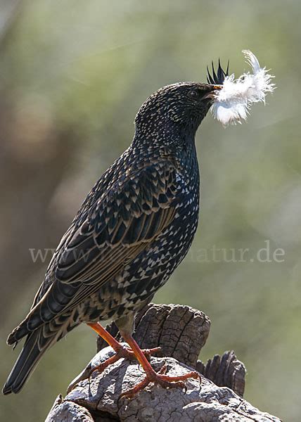 Star Sturnus Vulgaris Aus V Gel Fokus Natur De