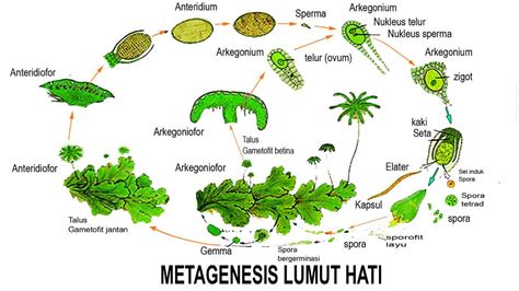 Buatlah Skema Metagenesis Tumbuhan Lumut Sinau