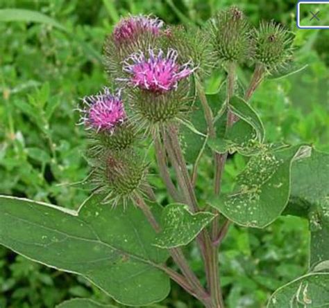 Burdock Seeds Arctium Lappa Greater Burdock Cockle Button Gobo