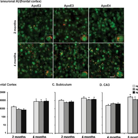 Human Apoe Genotype Specific Delay Of A Accumulation In Xfad Mice