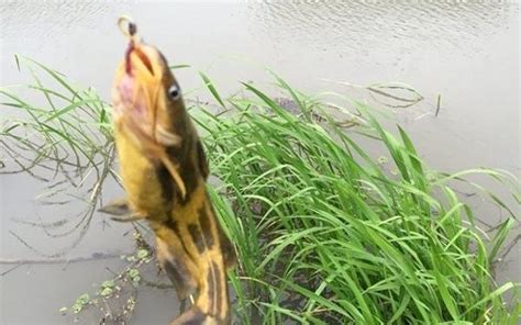 夏天熱，魚難釣？趕緊換個釣法釣黃顙魚，別不信，釣一次就上癮 每日頭條