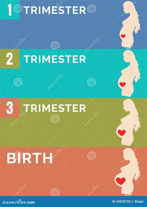 Pregnancy Stages Infographic Stock Vector Illustration Of Birth