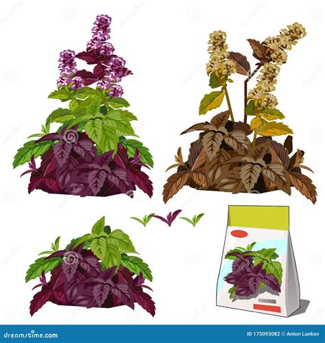 Basil Plant Life Cycle at Loretta Little blog