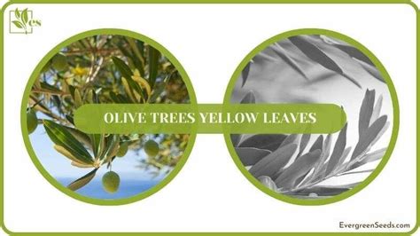 Olive Trees Yellow Leaves Common Reasons And Easy Solutions