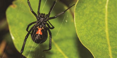 Desert Black Widow Spider