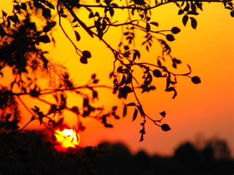 Wallpaper Sunlight Sunset Sky Branch Yellow Morning Sun Back