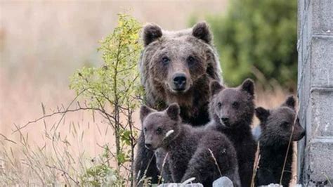 L Orsa Amarena Con I Suoi Cuccioli E La Foto Ricordo Basta Infastidire