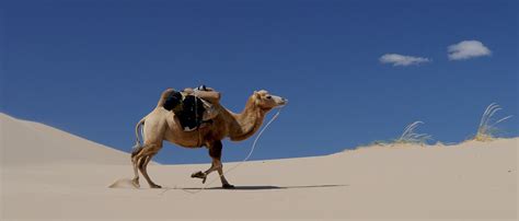 Camel Desert Sand Free Photo On Pixabay