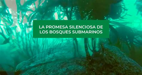 La Promesa Silenciosa De Los Bosques Submarinos Sociedad De Ecología