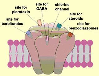 GABA receptor ~ Detailed Information | Photos | Videos