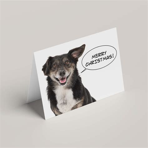 Benedict the Dachshund x Shetland Sheepdog - Tame and Wild Studio