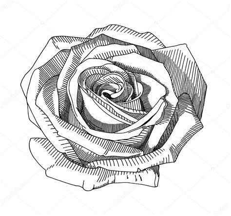 Rose Vase Drawing Hand Draw Sketch Rose Stock Vector Karakotsya