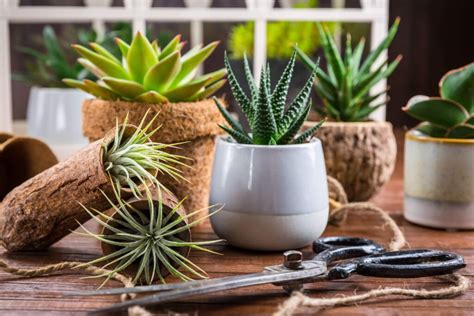 Los Mejores Tipos De Suculentas Para Decorar Tu Hogar Cactus En Su Mundo