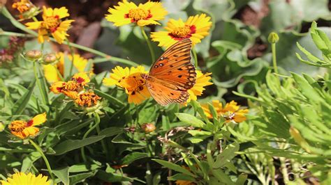 360 Video Watch Thousands Of Monarch Butterflies At Desert Botanical