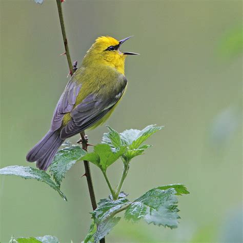 Blue Winged Warbler Vermivora Cyanoptera Shawnee State F Flickr