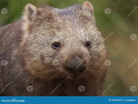 Common Wombat Face Close Up Stock Image Image Of Portrait Vombatus