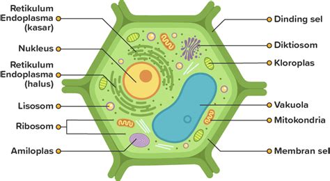 Gambarkan Sel Tumbuhan Beserta Keterangannya Homecare24